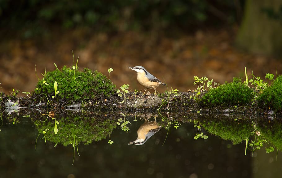 bird, nature, reflection, water, forest, birds, wildlife, outdoor HD wallpaper