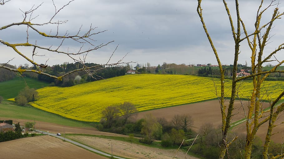 france, clermont-le-fort, trees, paysage, jaune, ariège, landscape