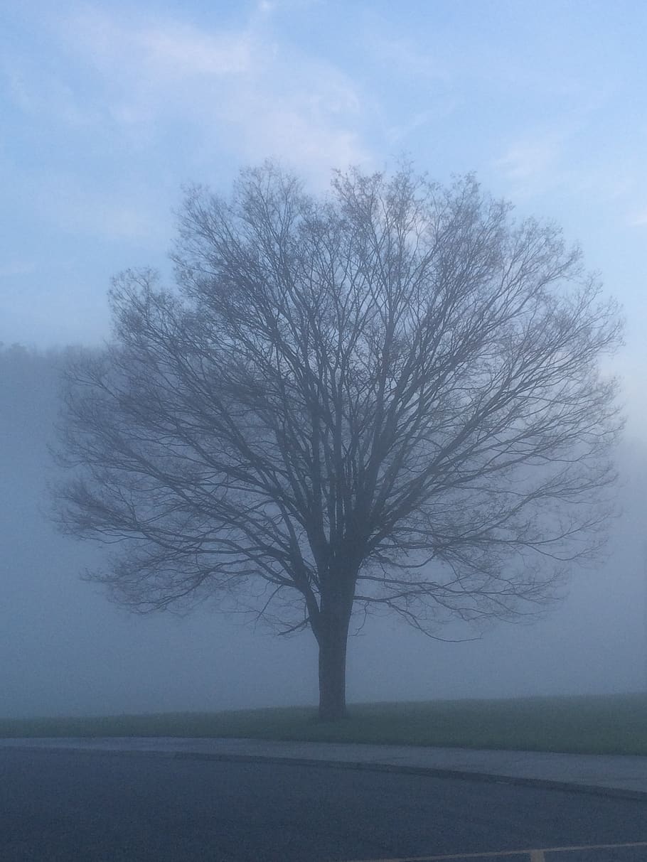 tree, fog, plant, bare tree, beauty in nature, environment HD wallpaper