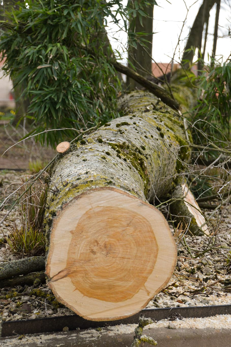 tree, trunk, uprooted, nature, wood, bark, leaves, branches, HD wallpaper