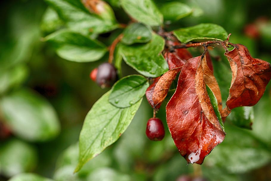 plant, leaf, berry, nature, bush, food and drink, plant part HD wallpaper