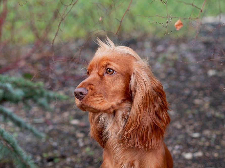 long-coated tan dog, canine, mammal, pet, spaniel, cocker spaniel HD wallpaper