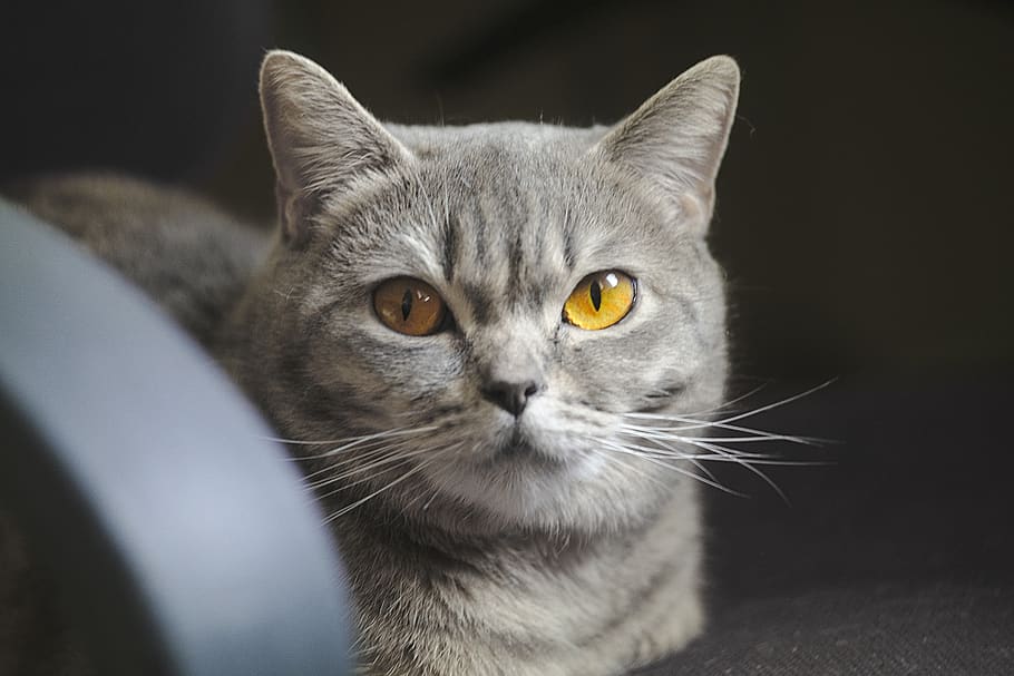 cat, gray, eyes, blur, look, yellow, light, animal, pets, domestic HD wallpaper