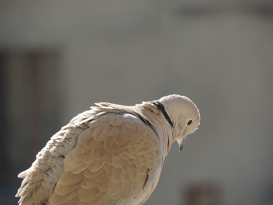 bird, animal, white, down, animal themes, vertebrate, one animal HD wallpaper