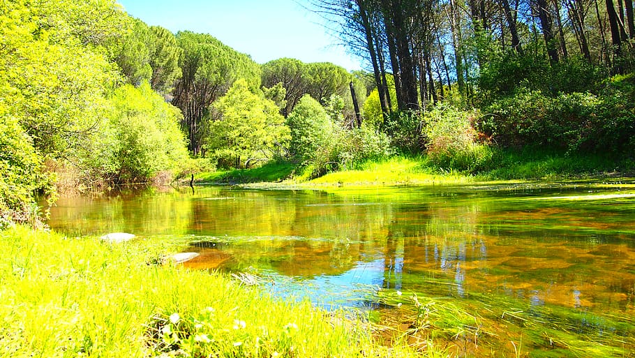 la adrada, river, las juntas, spring, plant, tree, beauty in nature HD wallpaper