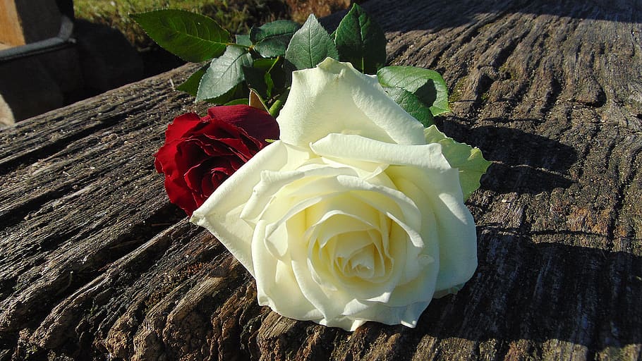 White and Red Roses, bloom, blossom, flora, flower, flowers, petals HD wallpaper