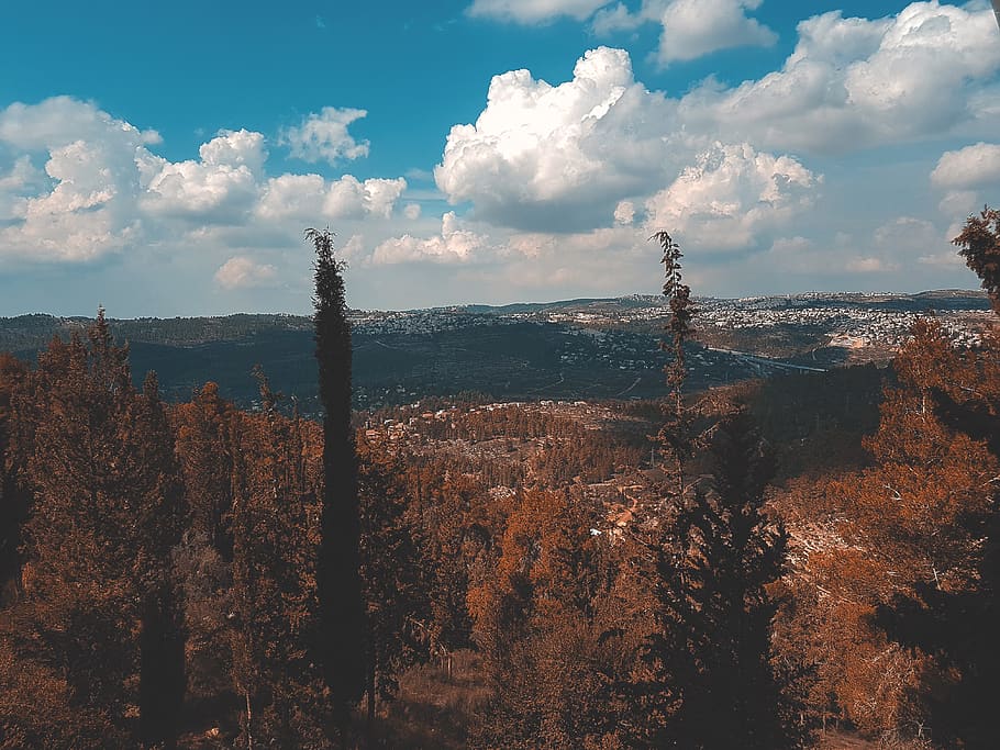 trees, forest, israek, fall, summer, view, cloud - sky, plant HD wallpaper