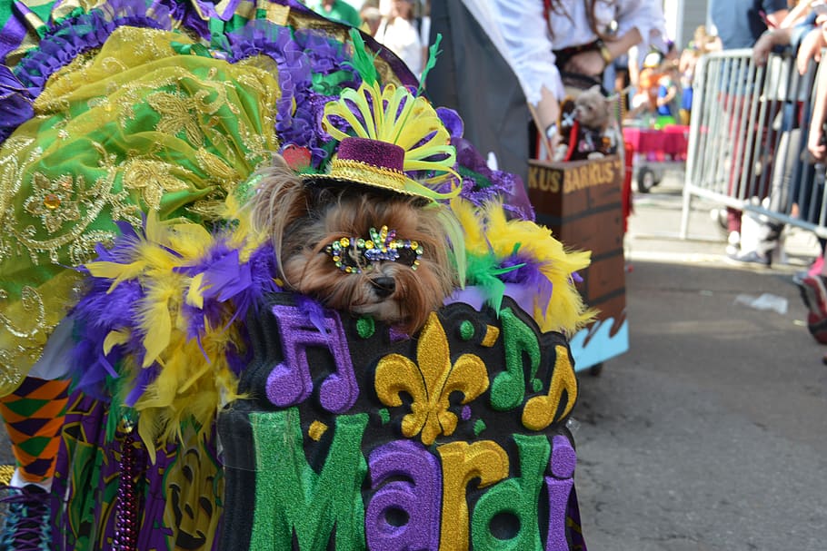 new orleans, united states, costumes, french quarter, mardi gras, HD wallpaper