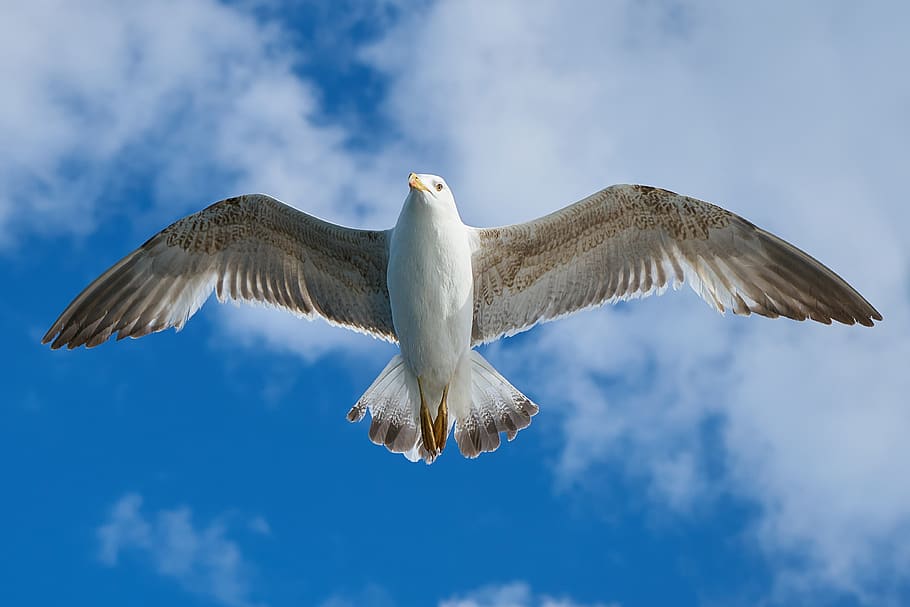 White and Grey Bird Flying Freely at Blue Cloudy Sky, animal HD wallpaper
