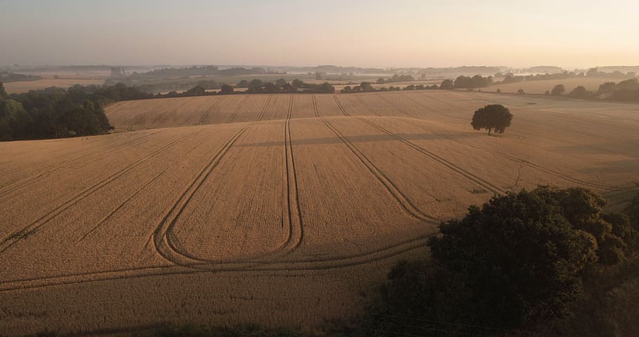 scenery, morning, corn, wheat, field, farming, trees, scenic HD wallpaper