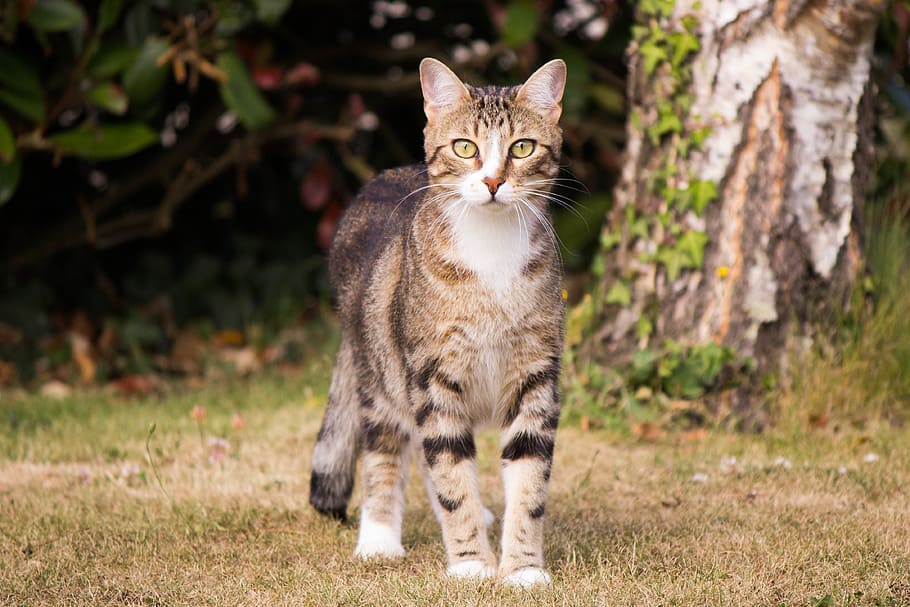 cat, cute, garden, discovering, mammal, domestic, feline, animal themes HD wallpaper