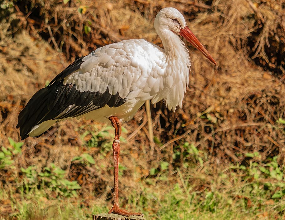 bird, stork, plumage, feather, animal, animals in the wild HD wallpaper