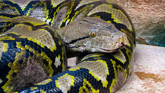 HD wallpaper: snake, reptile, animal, memphis zoo, memphis, tn, usa ...