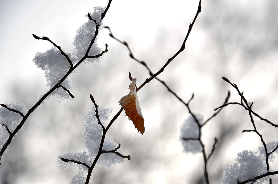 winter, leaf, nature, cold, tree, frozen, snow, frost, gel HD wallpaper