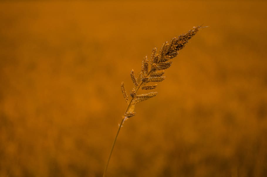 philippines, balasan, plant, focus on foreground, nature, no people HD wallpaper
