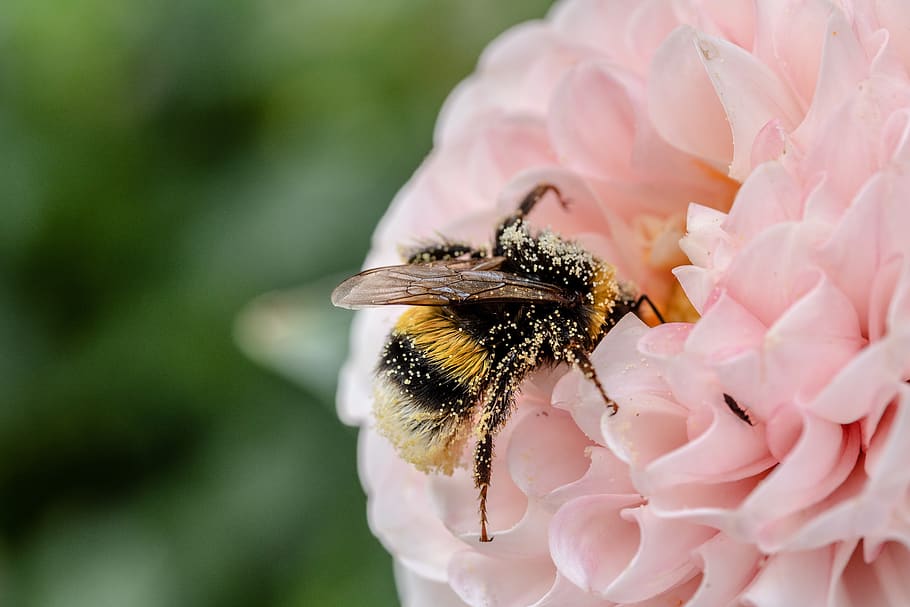 bee, insect, flower, hymenoptera, hummel, bombus, nectar, pollination HD wallpaper