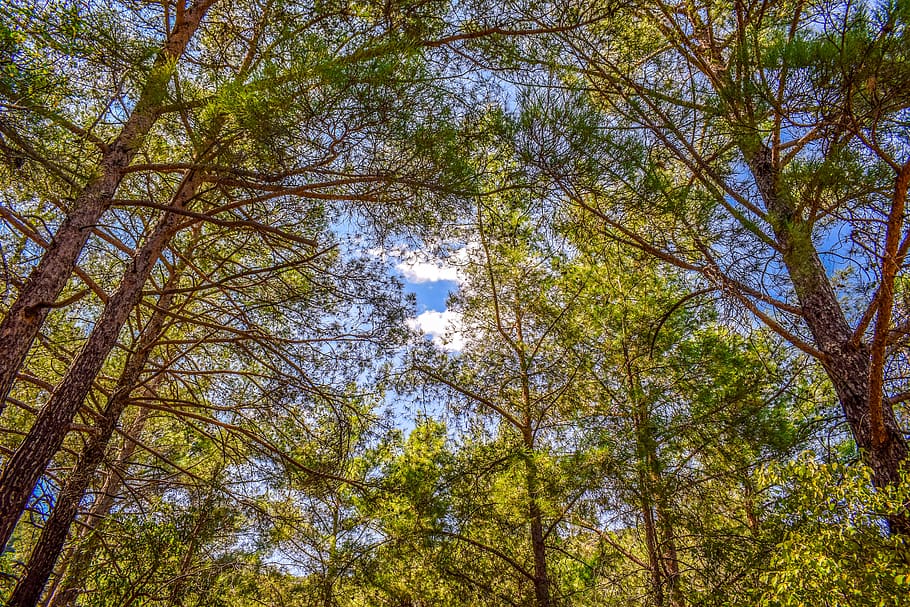 tree trunk, forest, trees, nature, landscape, light, wood, morning HD wallpaper