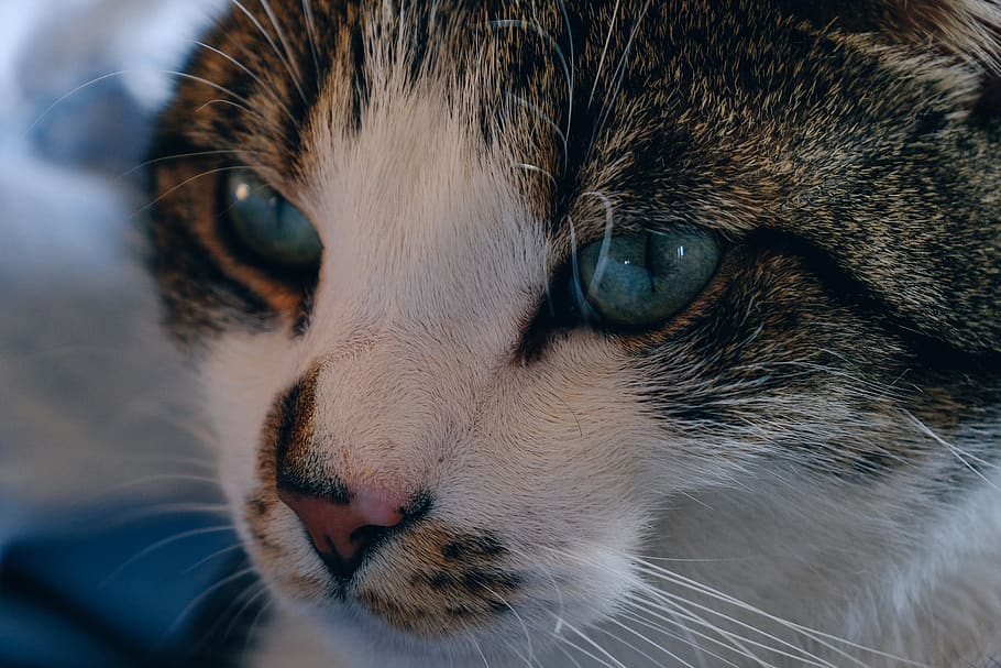Tabby Cat, adorable, animal, cute, domestic animal, feline, mammal HD wallpaper