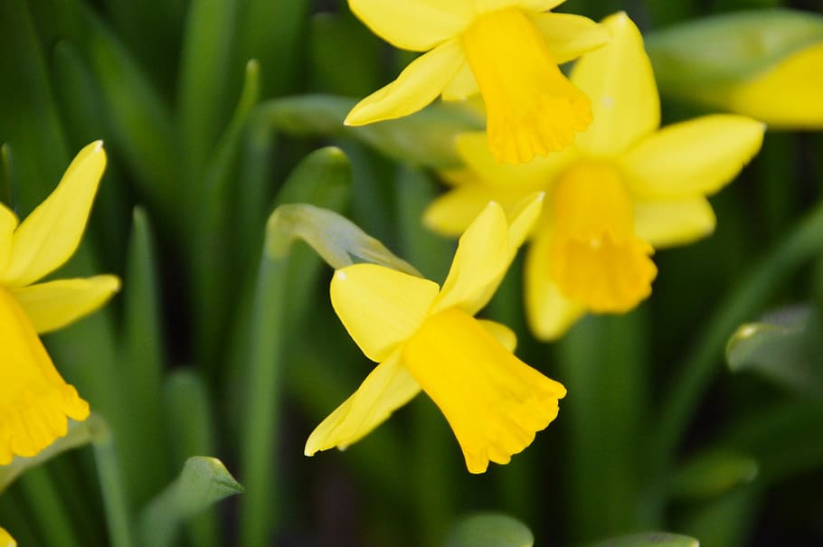 daffodil, flower, spring, narcissus, yellow, nature, garden HD wallpaper
