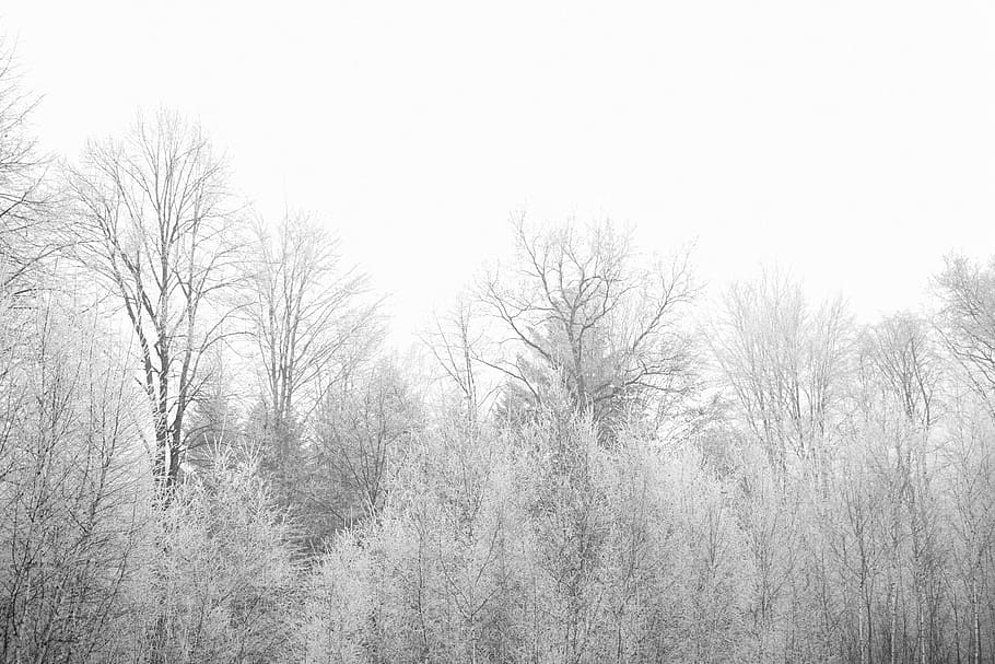 frozen, ice, snow, winter, plant, tree, forest, jungle, tranquility HD wallpaper