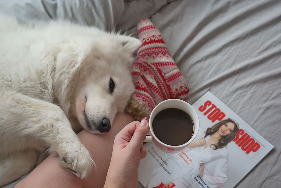 pets, one person, domestic, cup, domestic animals, real people HD wallpaper