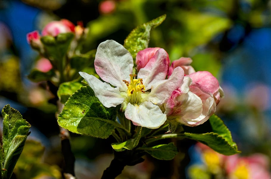 blossom, bloom, spring, pink, branch, close up, petals, flower HD wallpaper