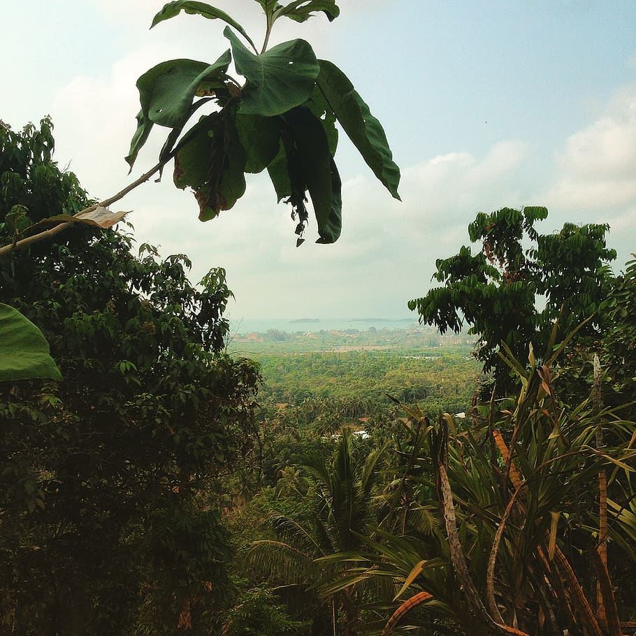 thailand, ko samui, plant, growth, tree, sky, beauty in nature HD wallpaper