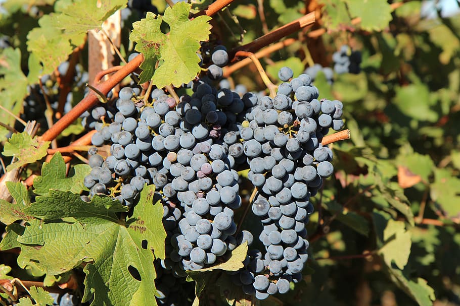 grape, merlot wine, cluster grape, vineyard, fruit, growth HD wallpaper