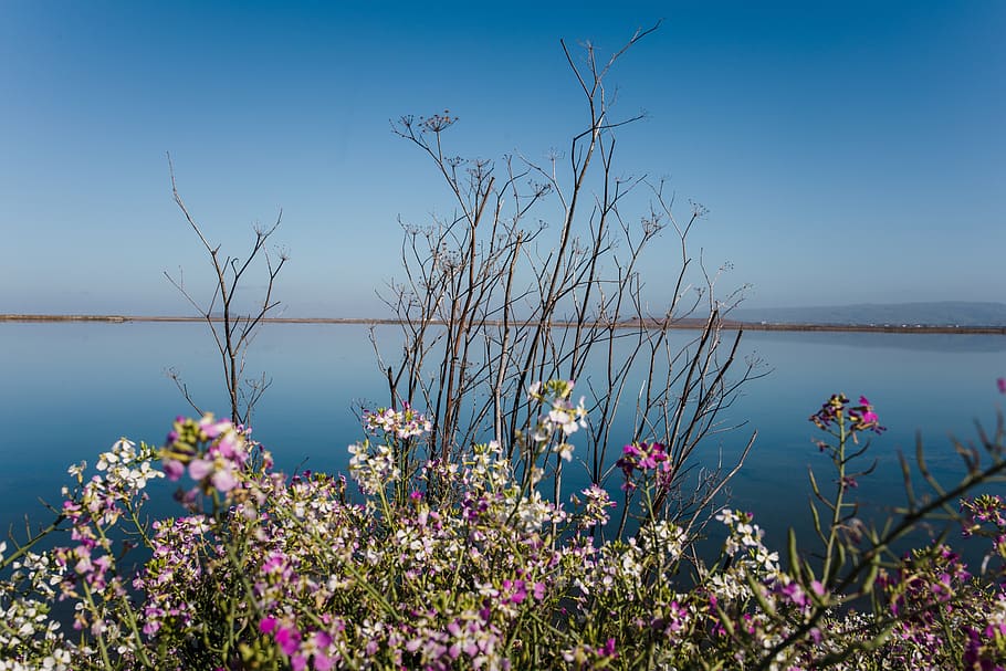 white-flowering plant, water, beauty in nature, sky, growth, freshness HD wallpaper