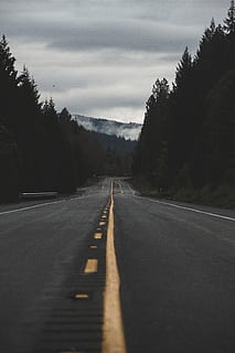Grey Concrete Road Between Trees, asphalt, dawn, daylight, drive HD wallpaper