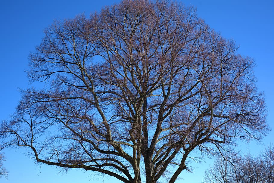 tree, crown, wood, forest, winter, environment, nature, aesthetic HD wallpaper
