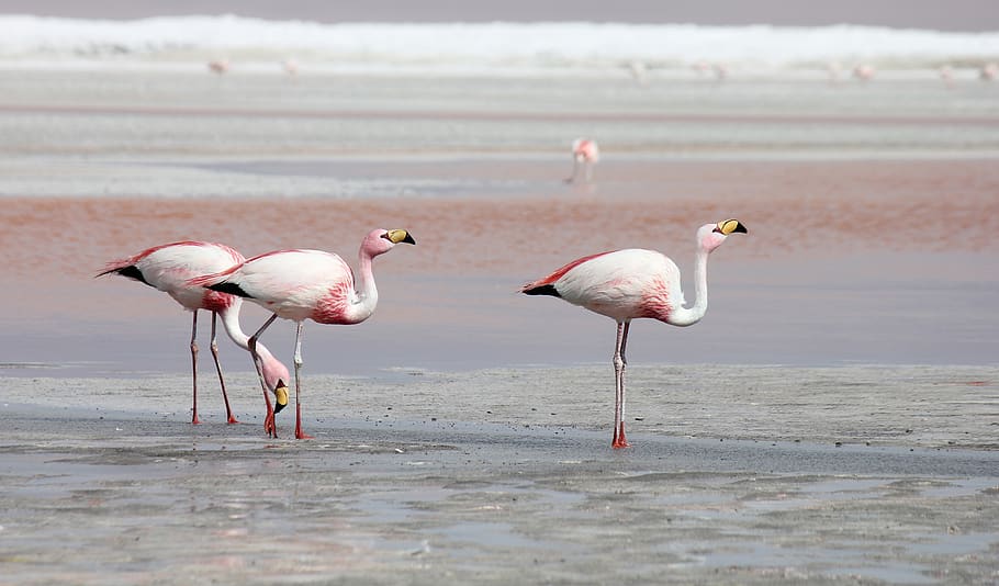 three flamingos, bird, animal, flock, person, human, valley, south america HD wallpaper