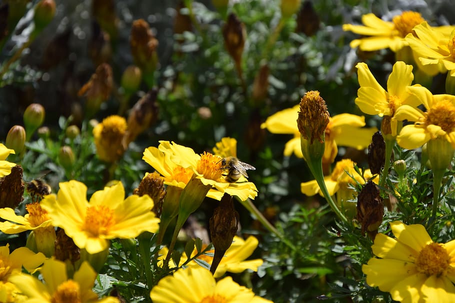 germany, trier, palastgarten, bee, park, nature, flower, garden HD wallpaper