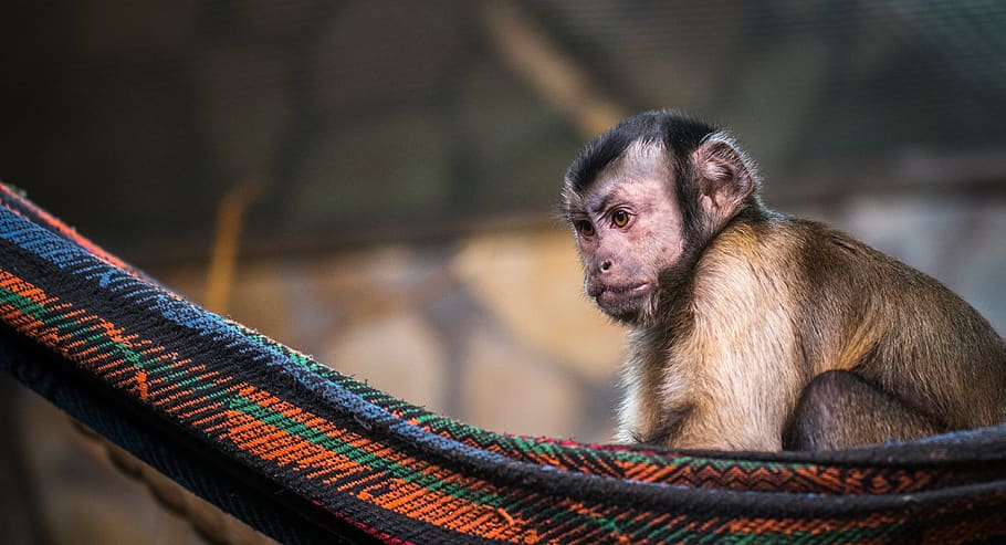 monkey, nature, portrait, hammock, primate, mammal, one animal HD wallpaper
