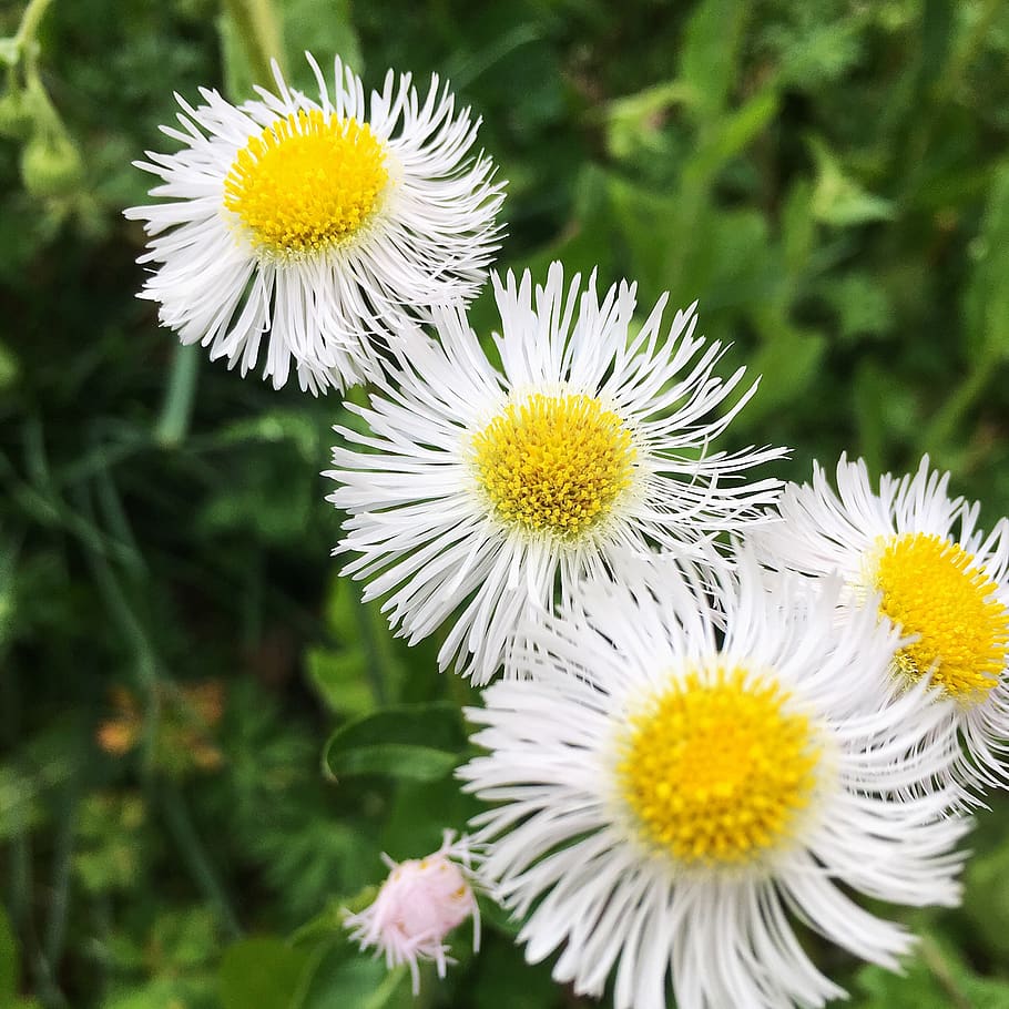 weed, flowers, macro, spring, nature, flora, yellow, green HD wallpaper