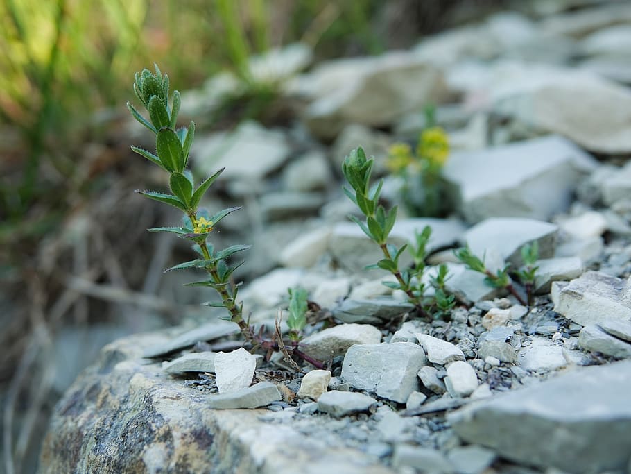 spring, grass, green, plant, stone, rubiaceae, selective focus HD wallpaper