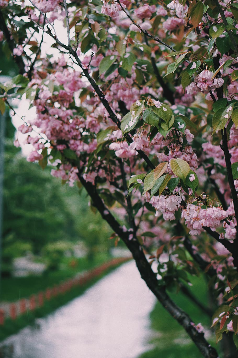 plant, cherry blossom, kyoto park, kyiv, ukraine, iphone wallapaper, HD wallpaper
