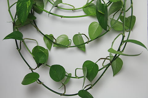 vine, plant, leaf, green, ivy, chain, food, vegetable, spinach HD wallpaper