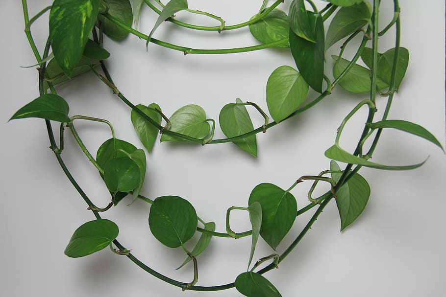 vine, plant, leaf, green, ivy, chain, food, vegetable, spinach HD wallpaper
