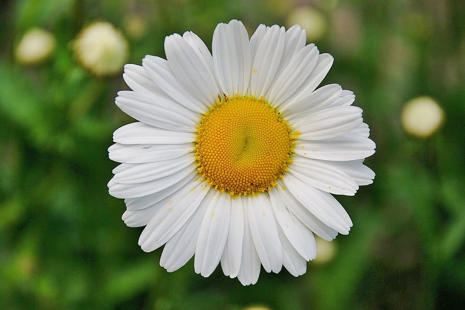 White Daisy Flower in Focus Photography, bloom, flora, fresh HD wallpaper