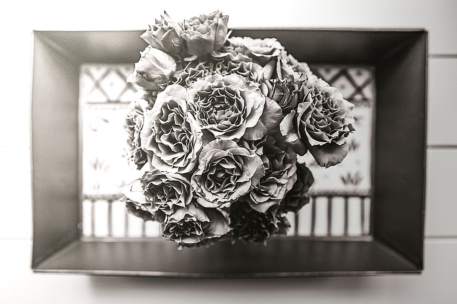 black and white, flowers, plant, flowering plant, beauty in nature HD wallpaper