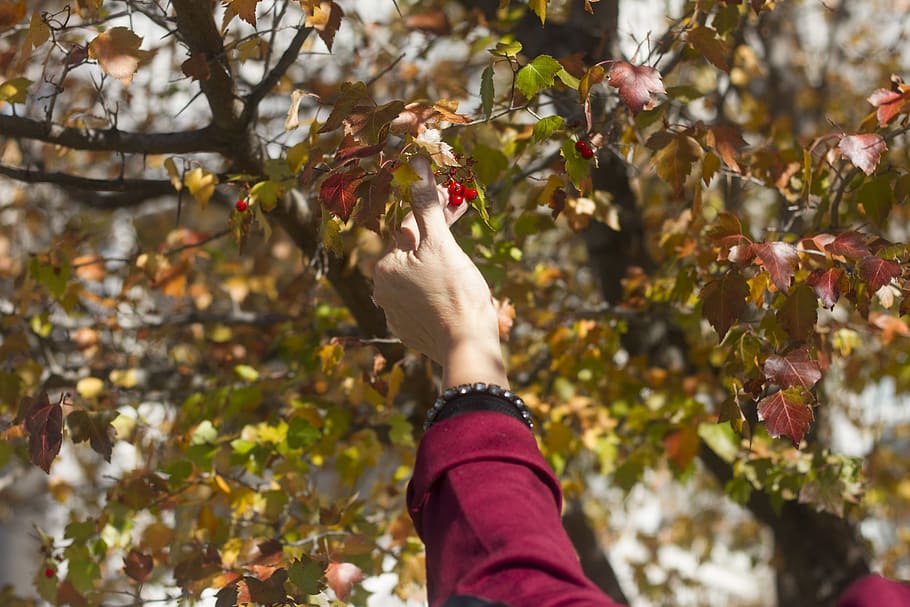 trees, fall, color leaves, fruit, hand, human body part, human hand HD wallpaper