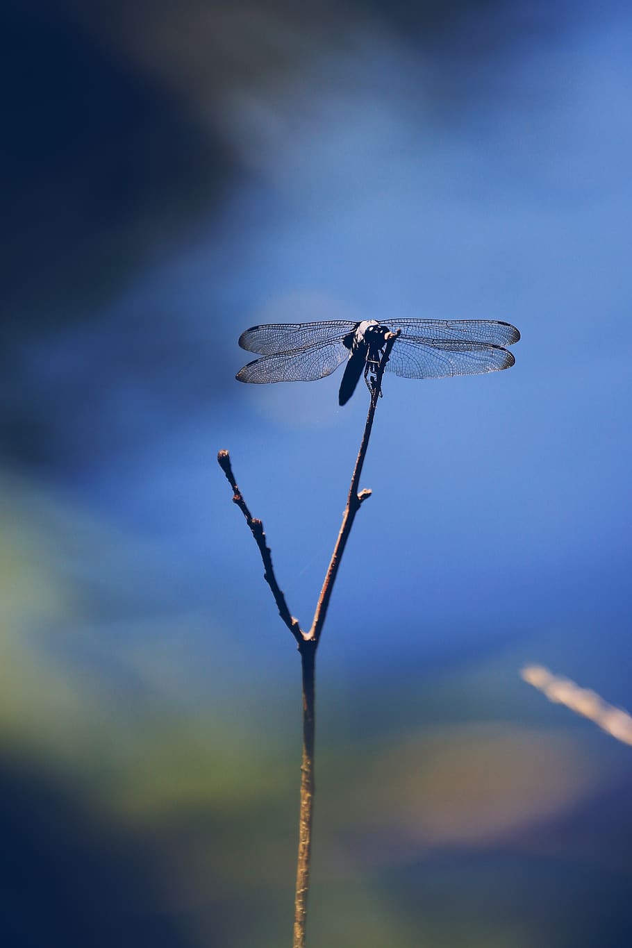 dragonfly, anisoptera, epiprocta, focus on foreground, close-up HD wallpaper