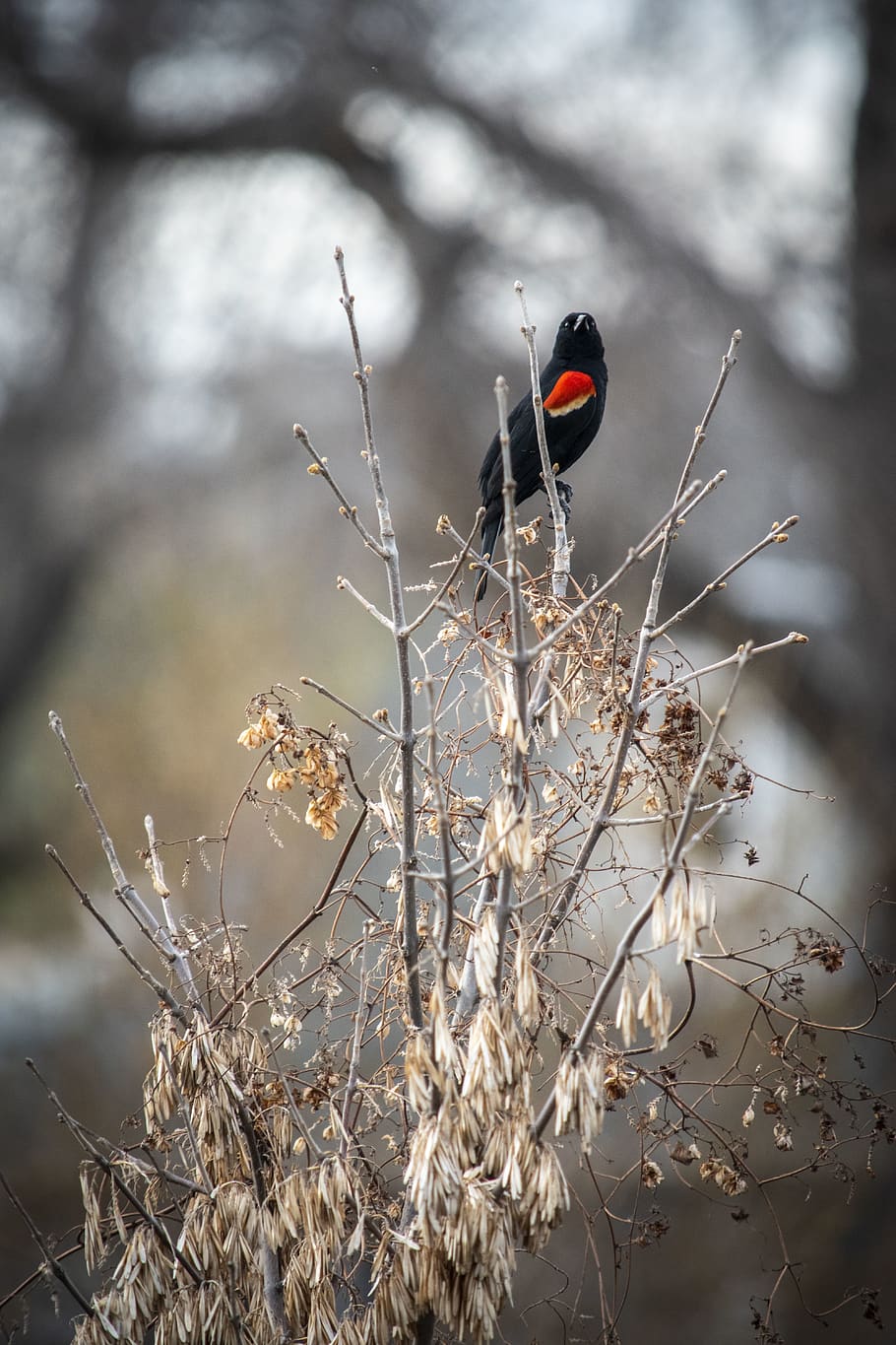 animal, bird, agelaius, blackbird, bluebird, wren, bee, apidae