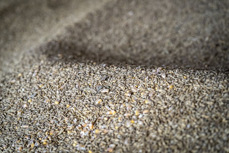 grain, seed, yellow, sand, close-up, no people, land, beach HD wallpaper