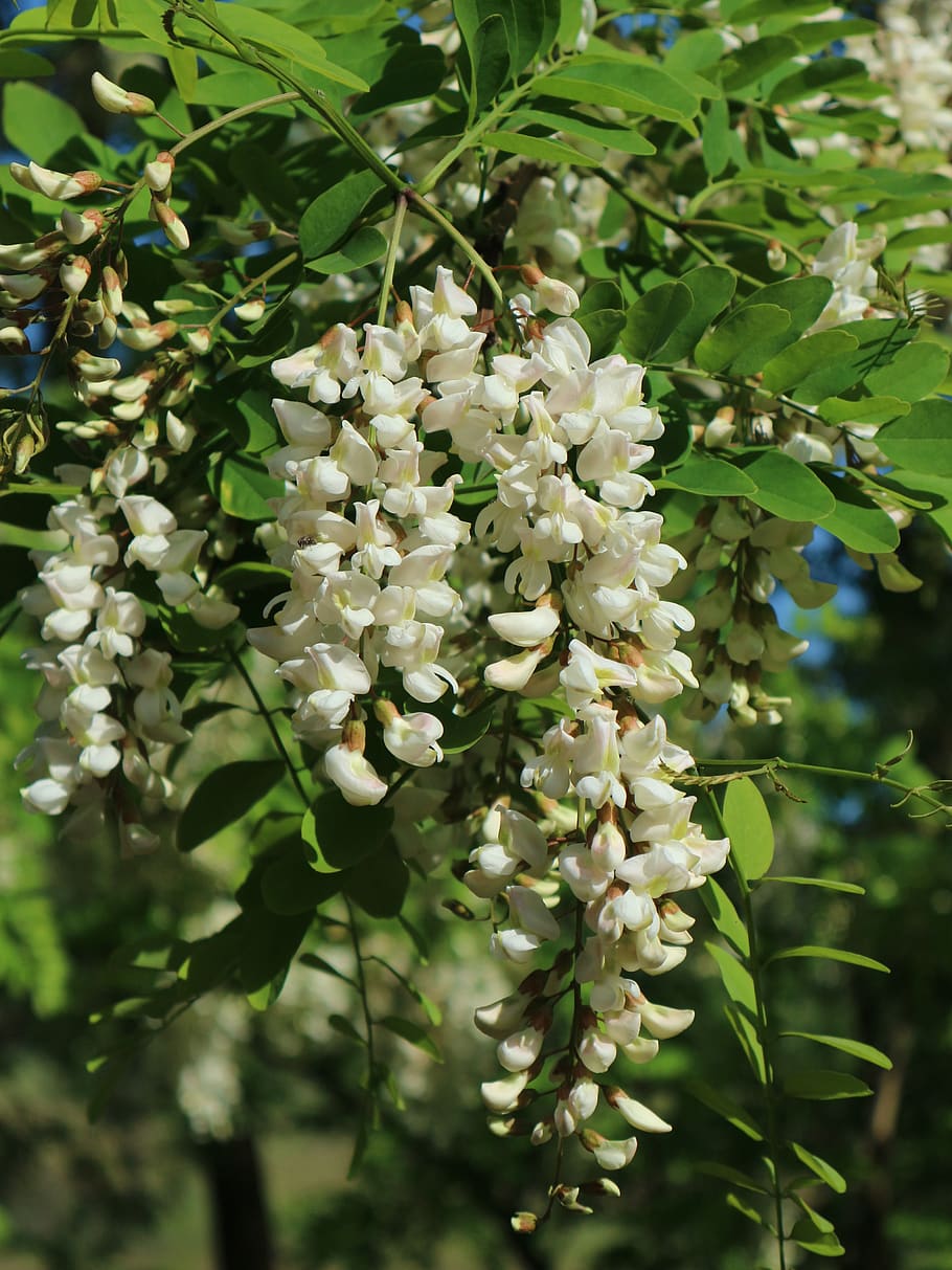 robinia, tree, spring, blossom, bloom, false acacia, bees, shades of green HD wallpaper