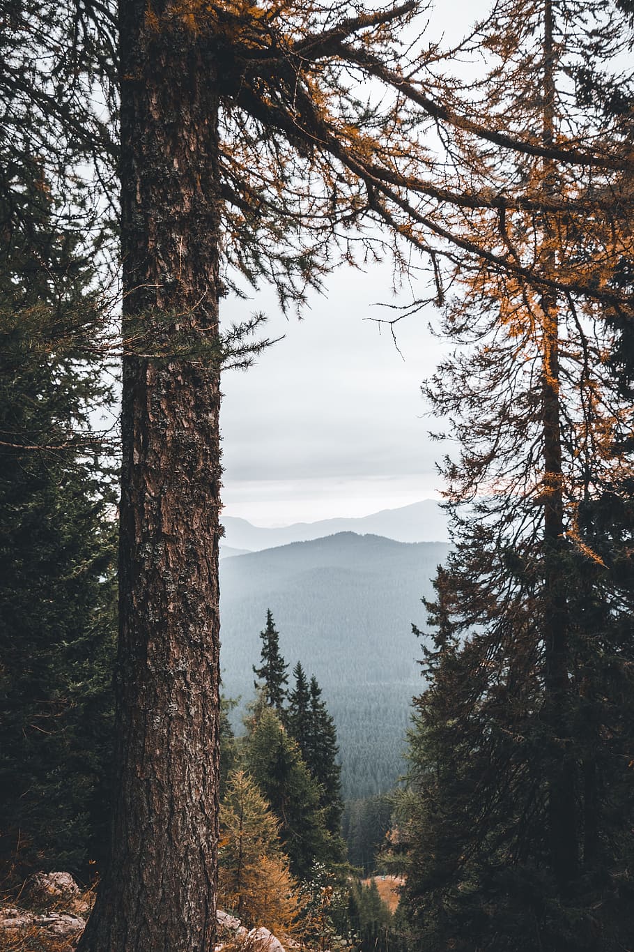 green pine trees at daytime, woodland, forest, fall, sky, mountain HD wallpaper