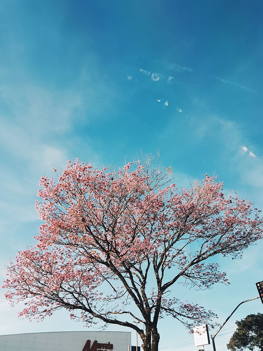 brazil, maringá, tree, sky, low angle view, plant, beauty in nature HD wallpaper