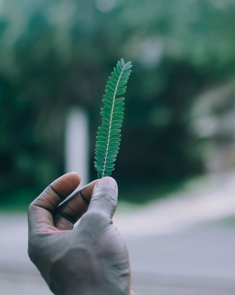 Person Holding Green Leaf, daylight, delicate, flora, hand, macro HD wallpaper