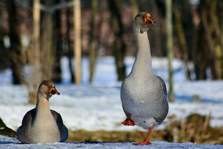 höcker goose, winter, snow, cold, bird, animal themes, animal wildlife HD wallpaper